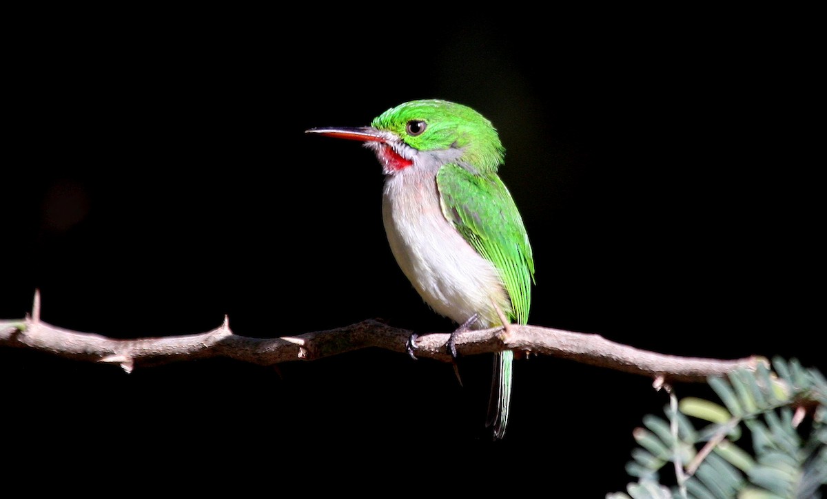 Narrow-billed Tody - ML635112941
