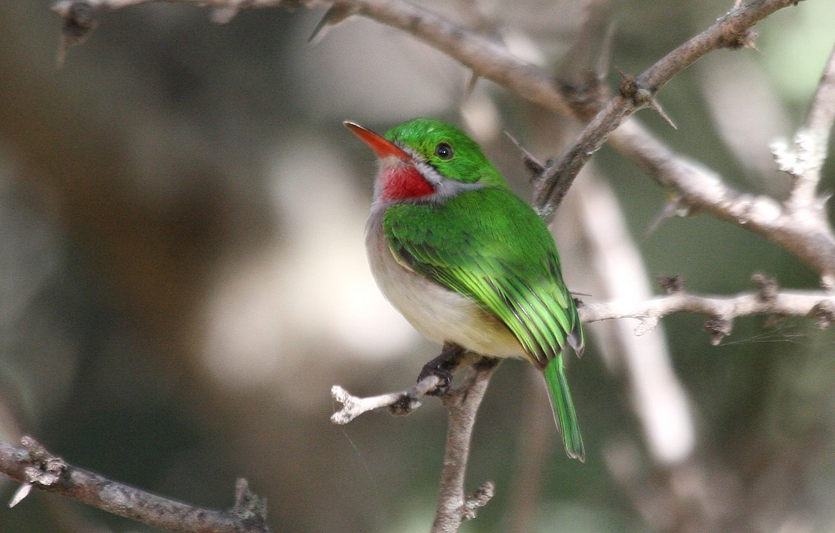 Narrow-billed Tody - ML635112942