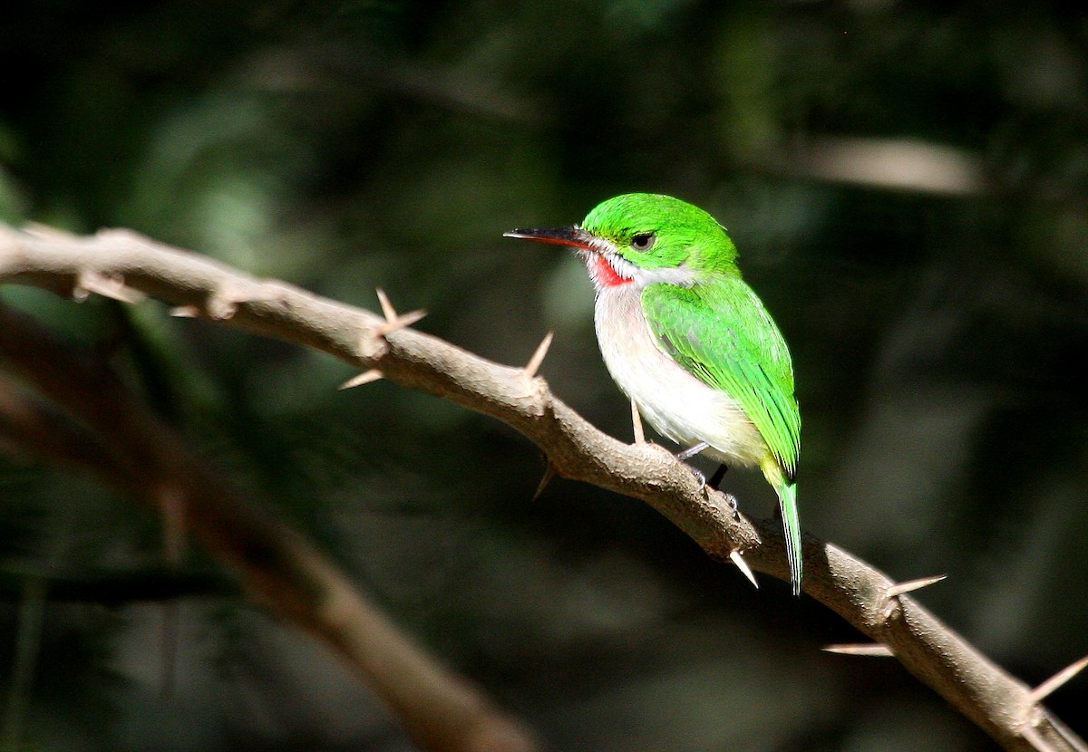 Narrow-billed Tody - ML635112943