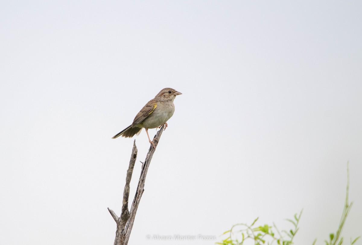 Cassin's Sparrow - ML635112971