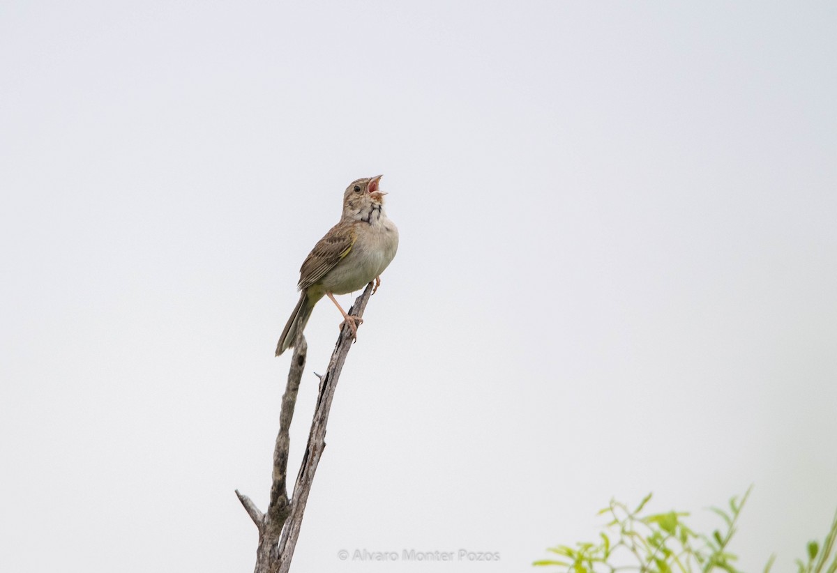 Cassin's Sparrow - ML635112972