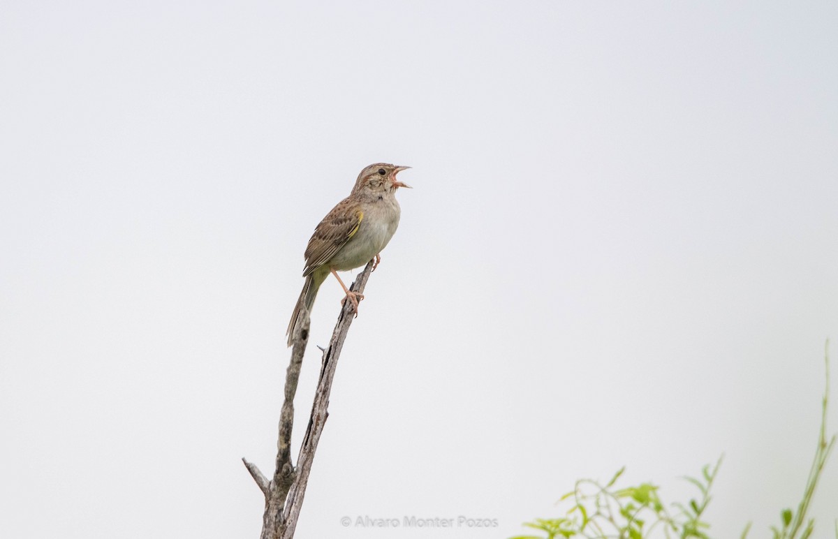 Cassin's Sparrow - ML635112973