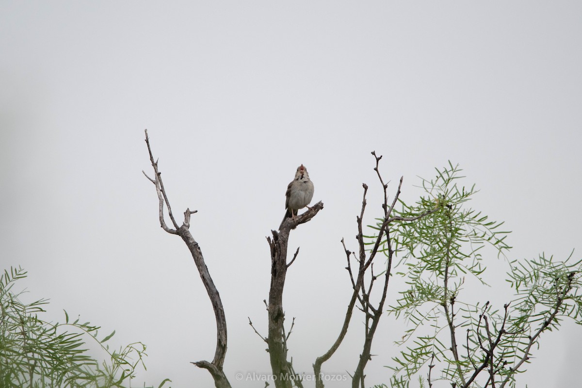 Cassin's Sparrow - ML635112974