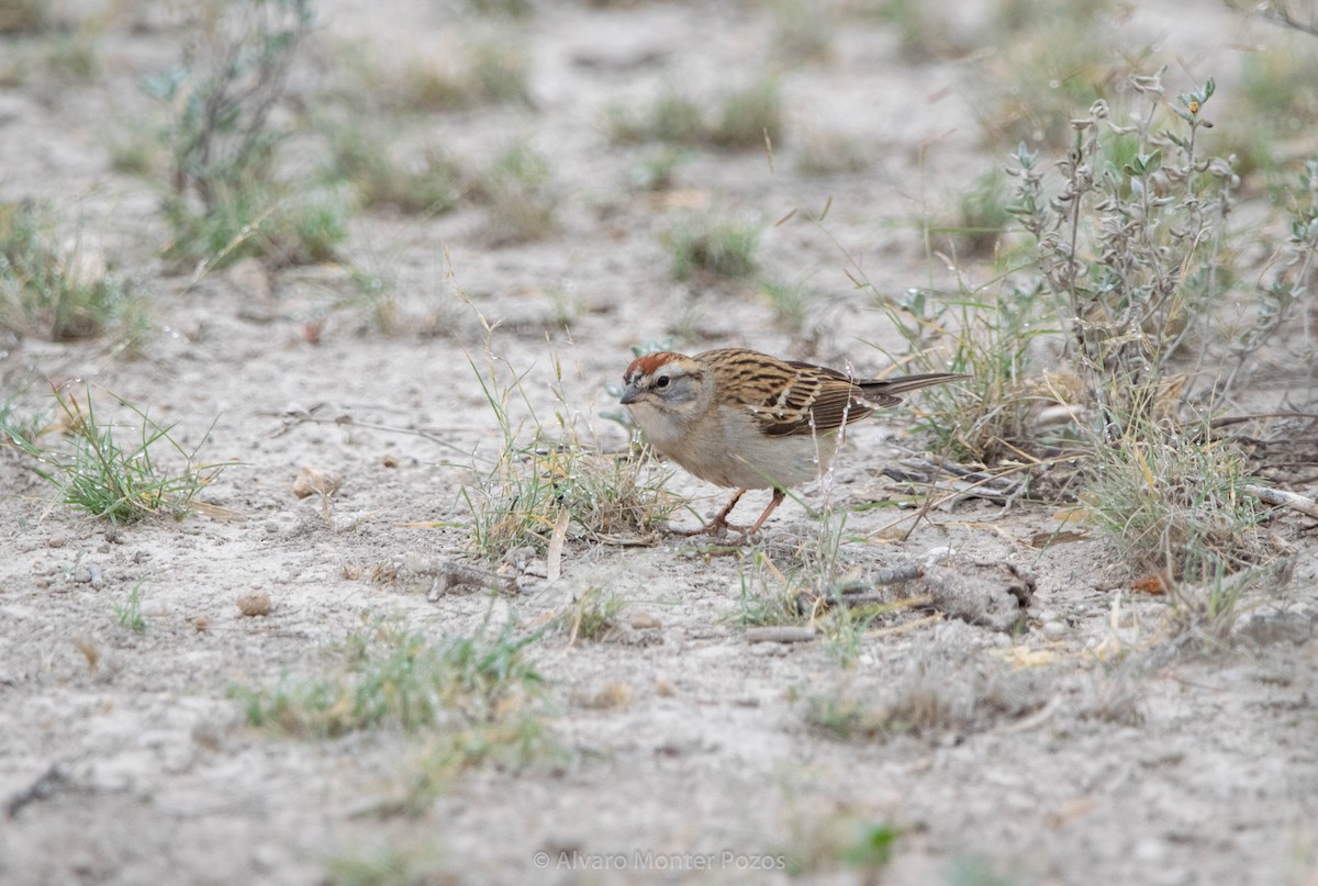 Chipping Sparrow - ML635113008