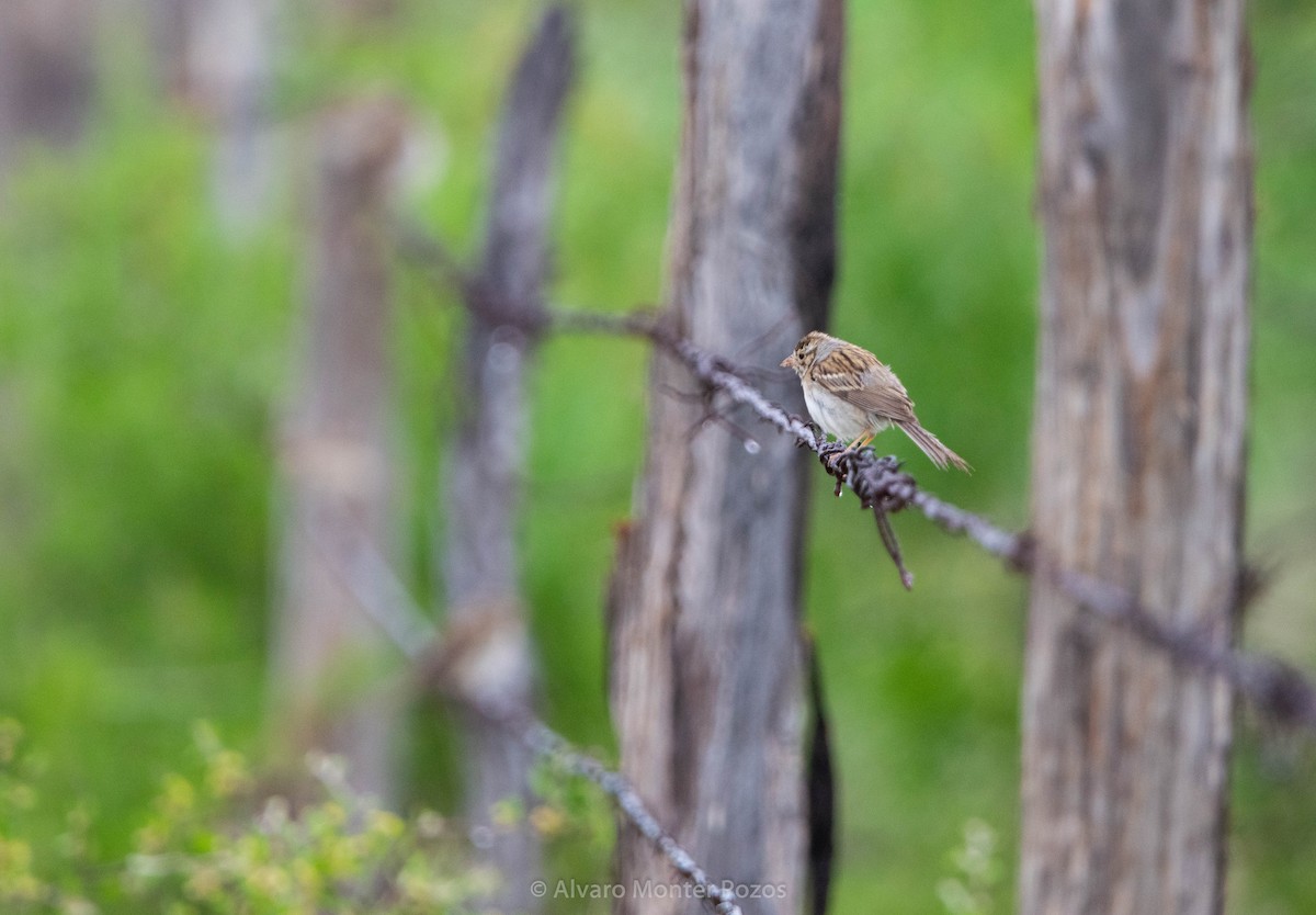 Clay-colored Sparrow - ML635113023