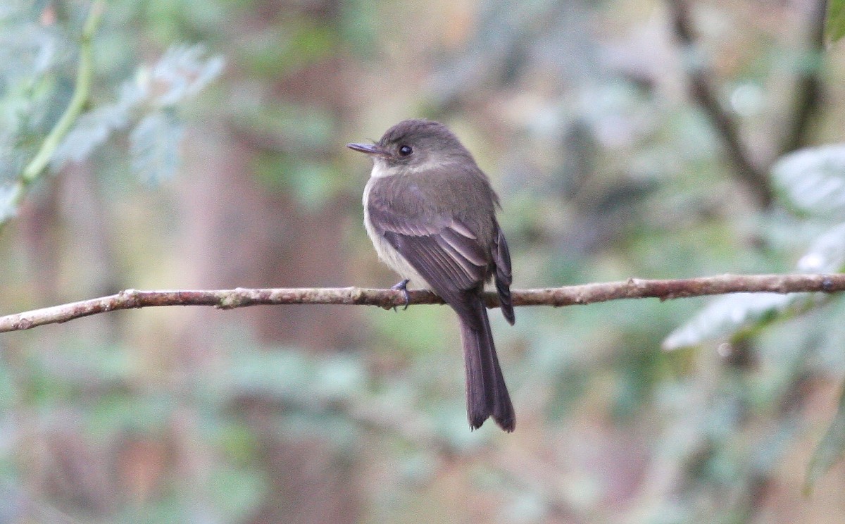 Hispaniolan Pewee - ML635113037