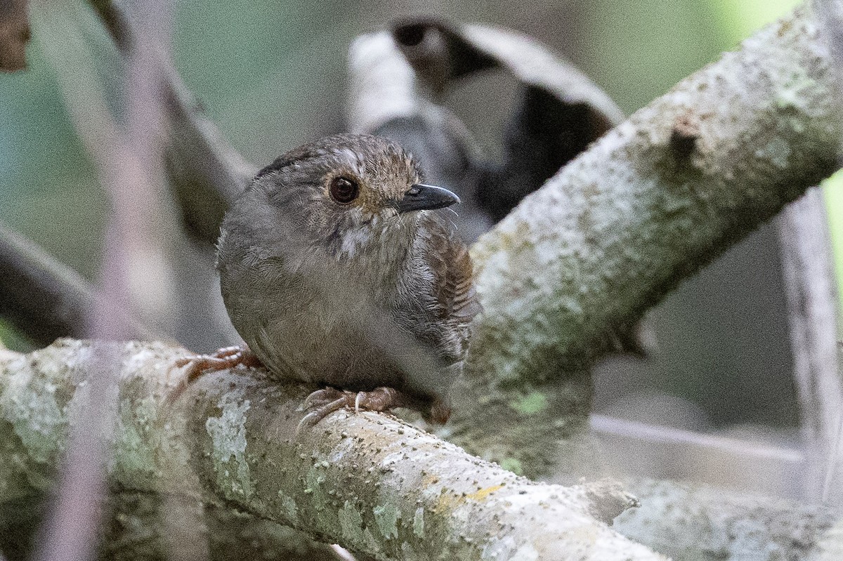 Dusky Fulvetta - ML635113165