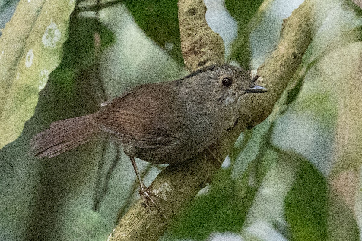 Dusky Fulvetta - ML635113166