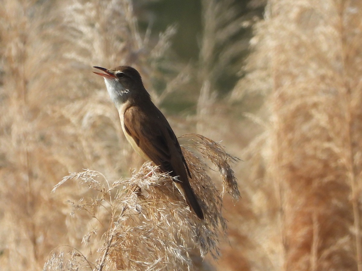 Great Reed Warbler - ML635113301