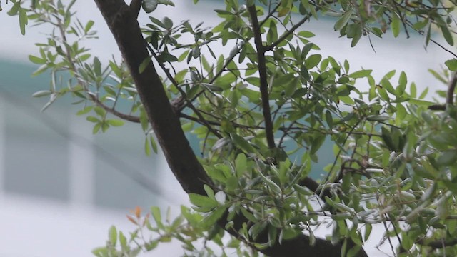 Red-legged Thrush - ML635113320