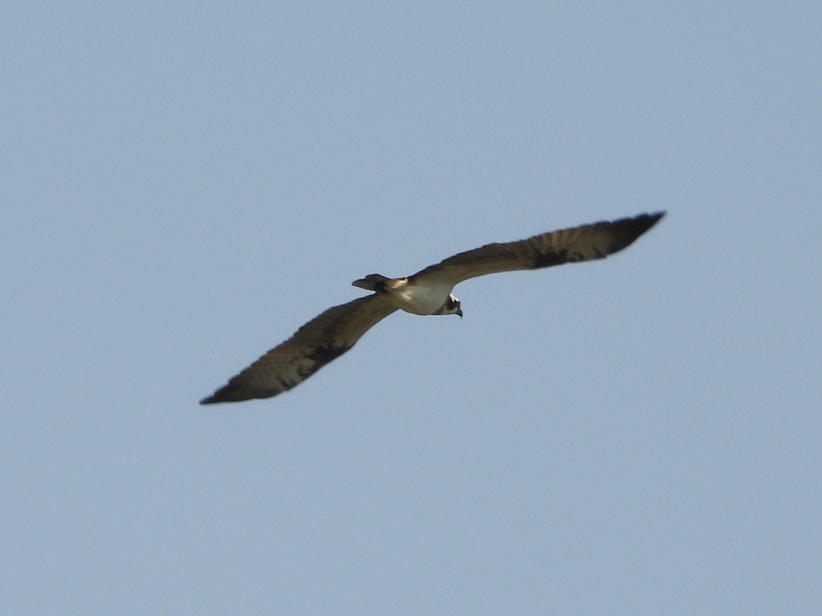 魚鷹 - ML635113459