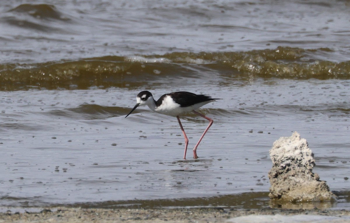 Black-necked Stilt - ML635113546