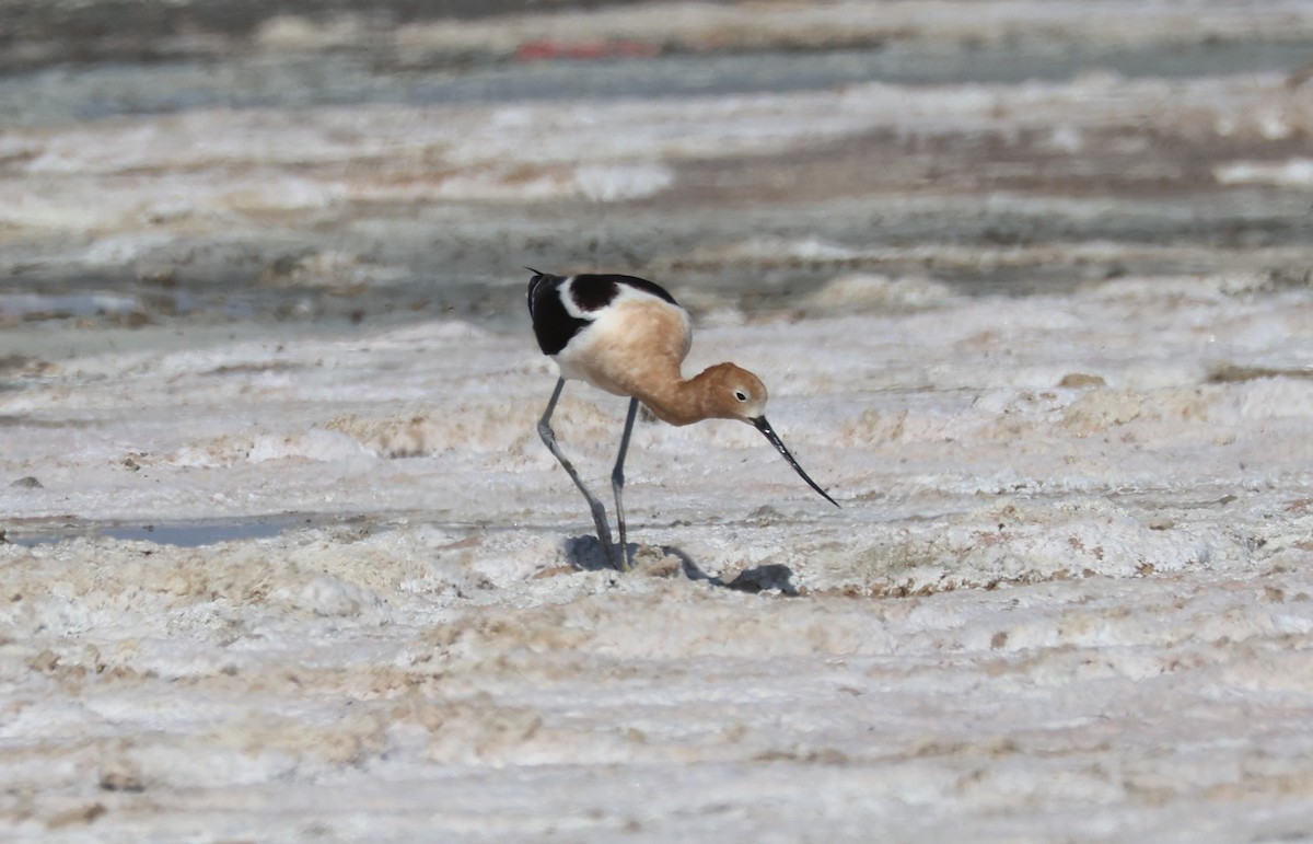American Avocet - ML635113557