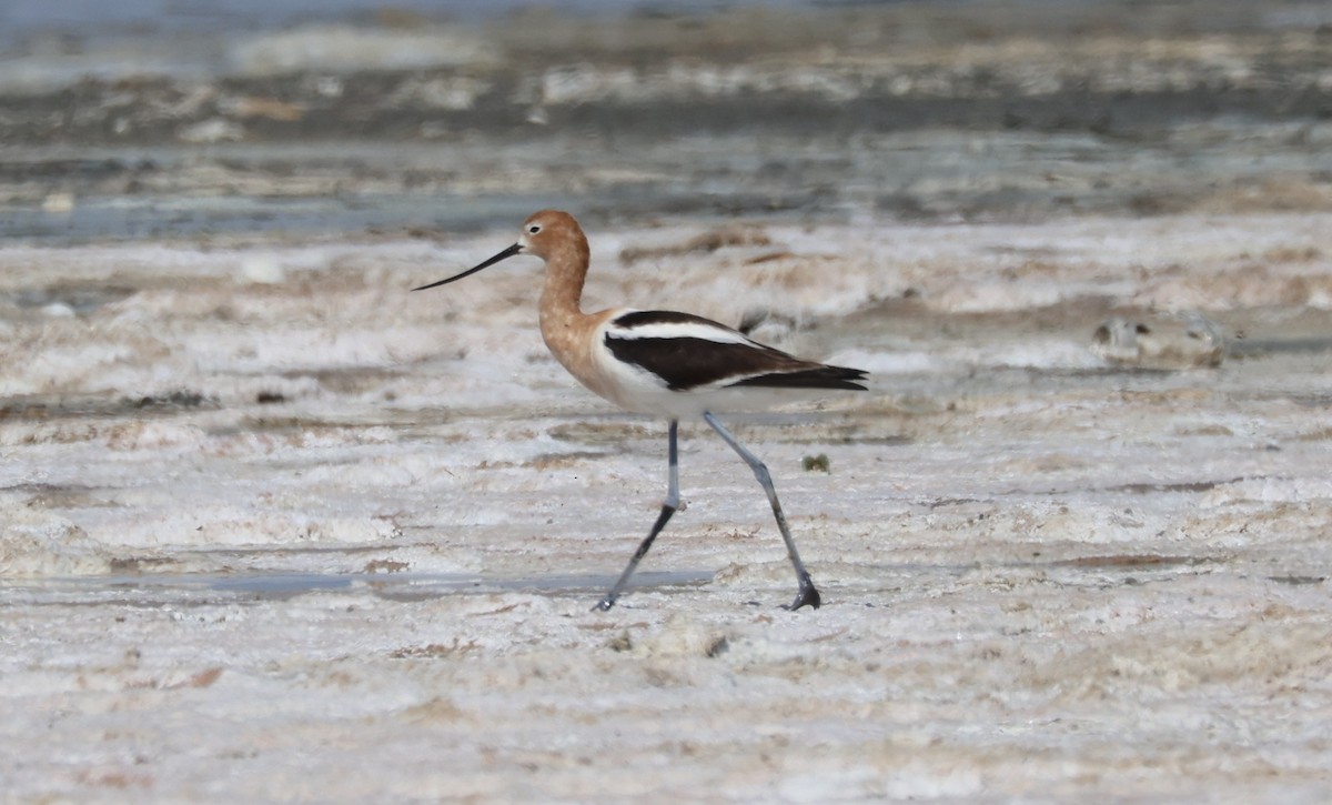 American Avocet - ML635113558