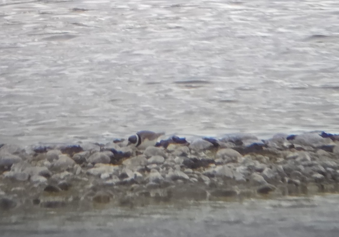 kulík kanadský - ML635113576