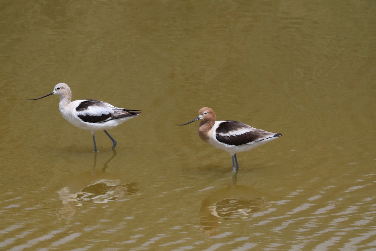 American Avocet - ML635113600