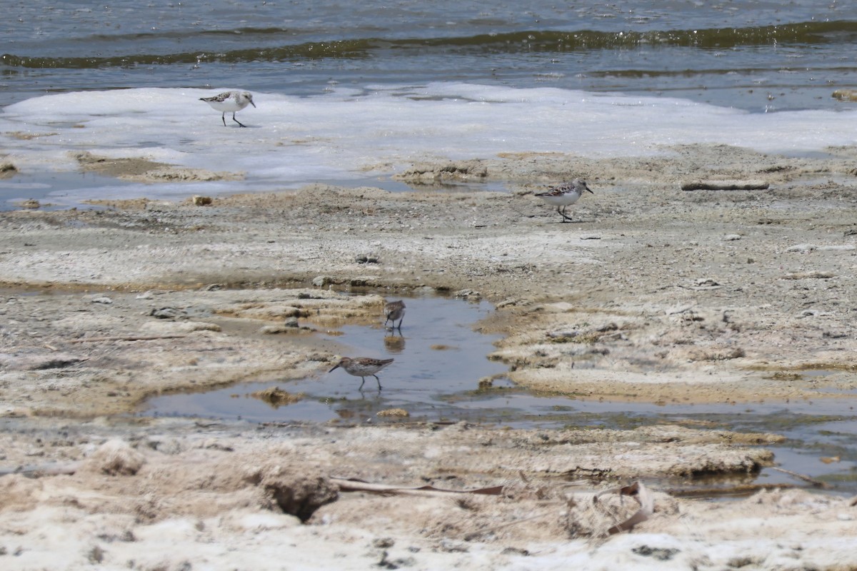 Sanderling - ML635113618