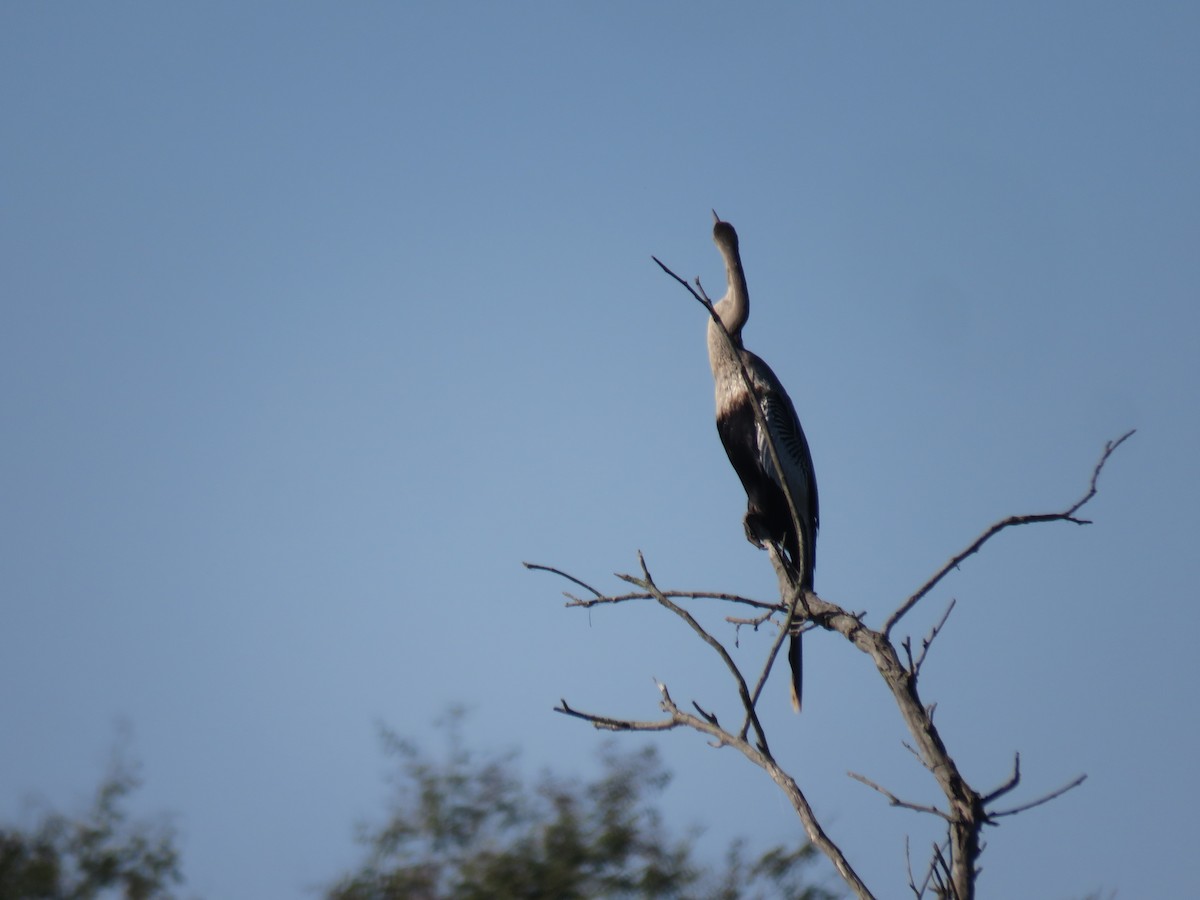 Anhinga - ML635113757
