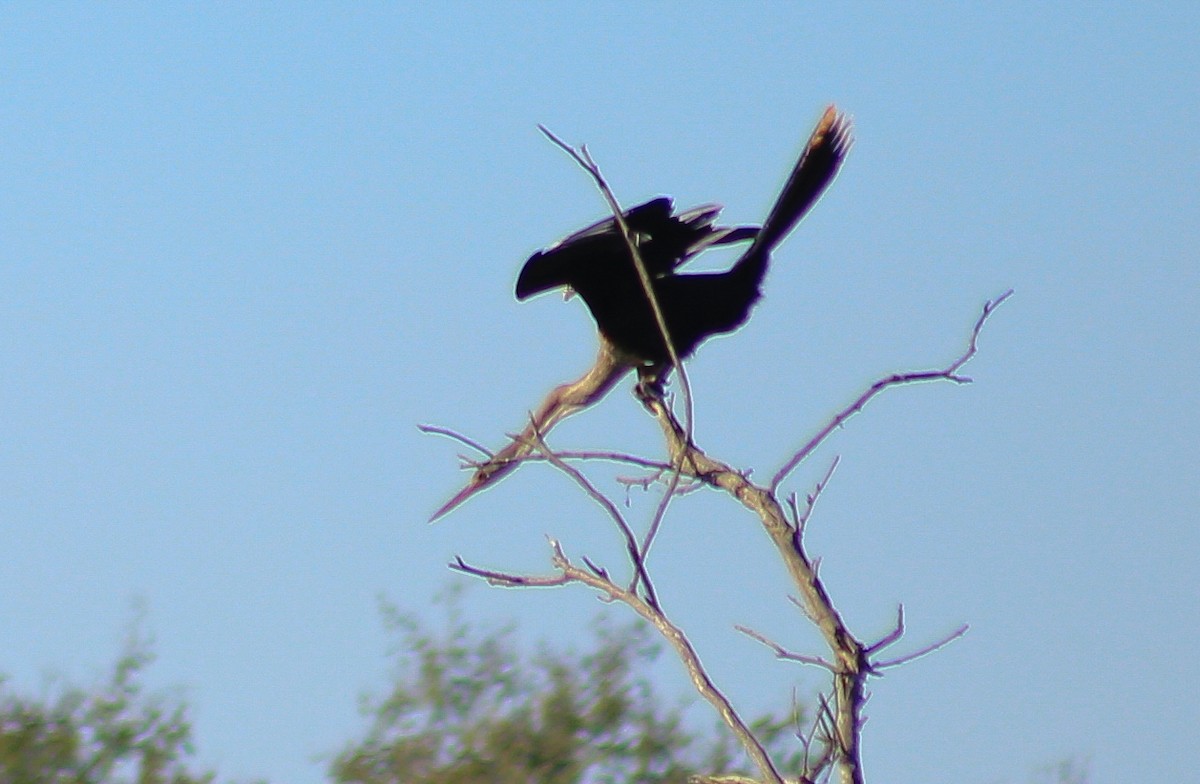 Anhinga - ML635113783