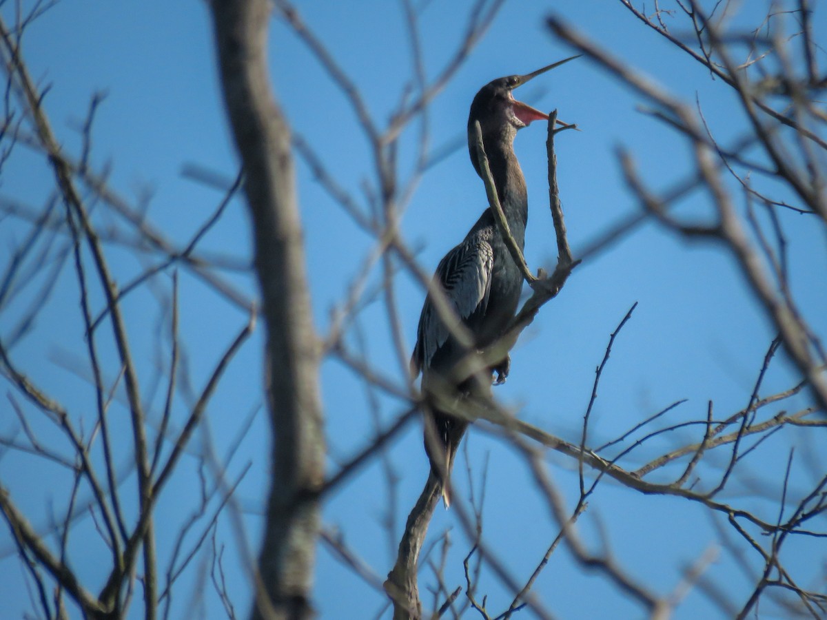 Anhinga - ML635113794