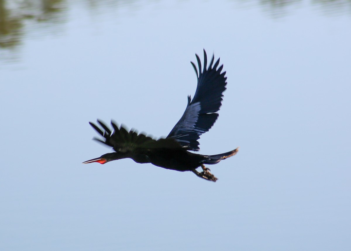 Anhinga - ML635113803