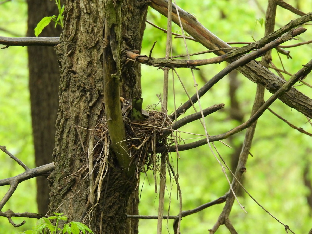 American Robin - ML635113814