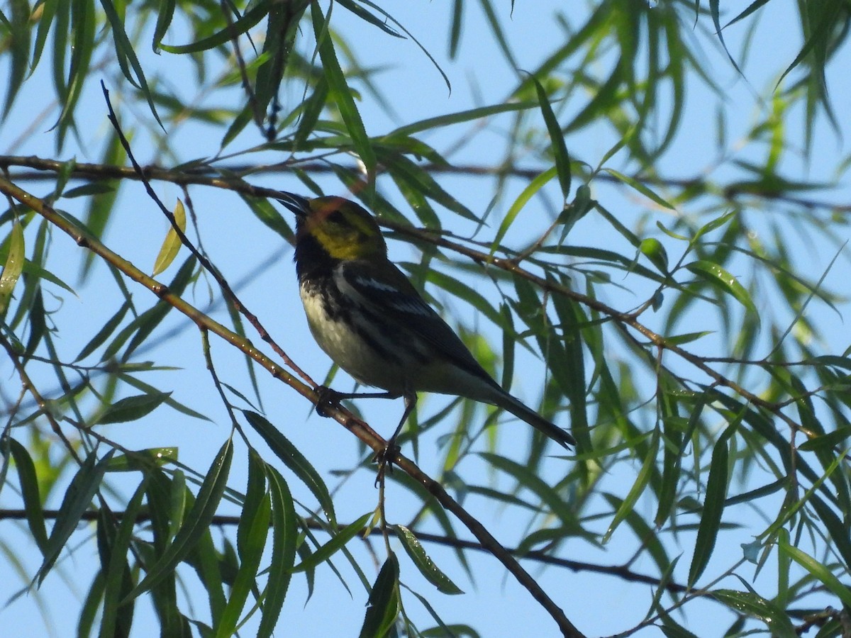 Black-throated Green Warbler - ML635113877