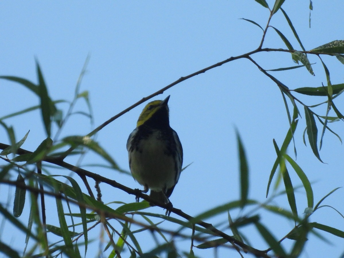 Black-throated Green Warbler - ML635113879
