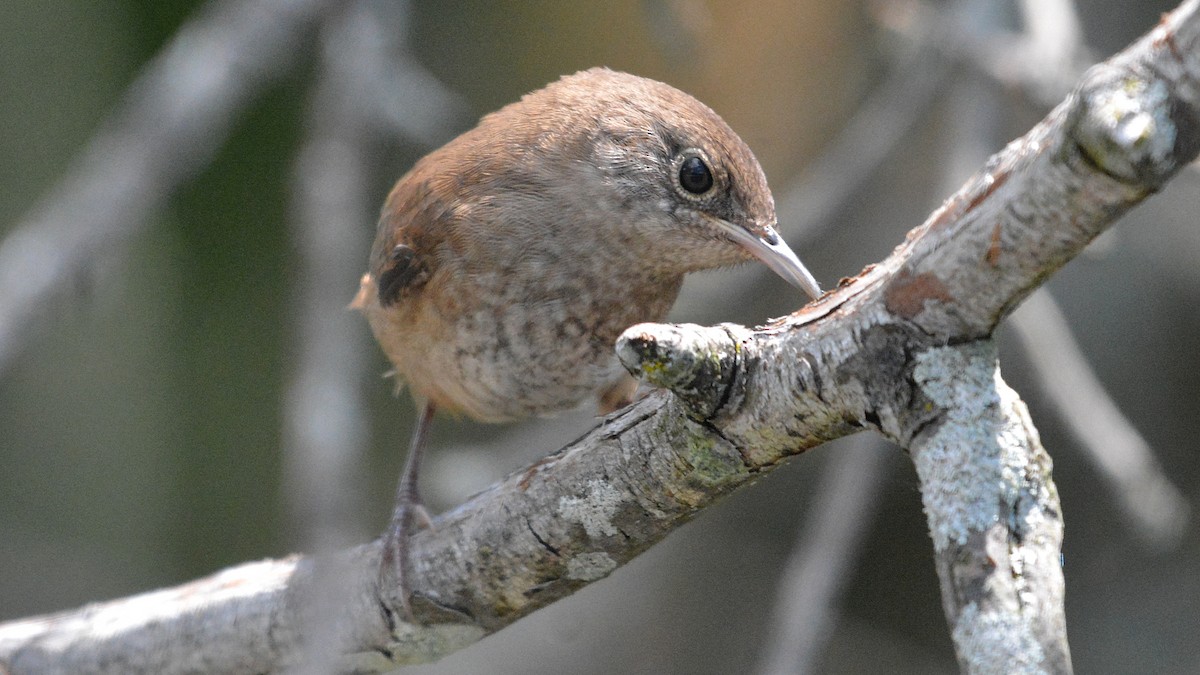 House Wren - ML63511401