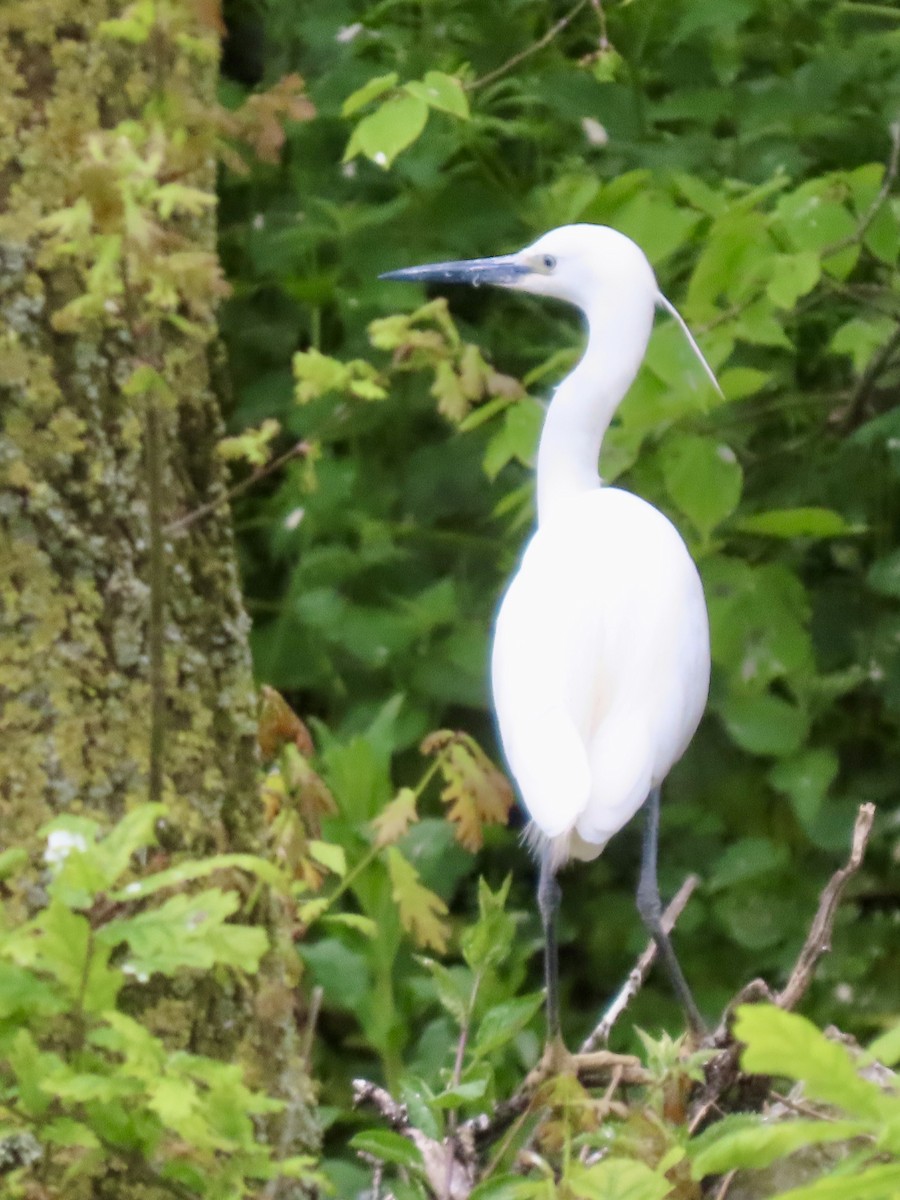 Little Egret - ML635114105