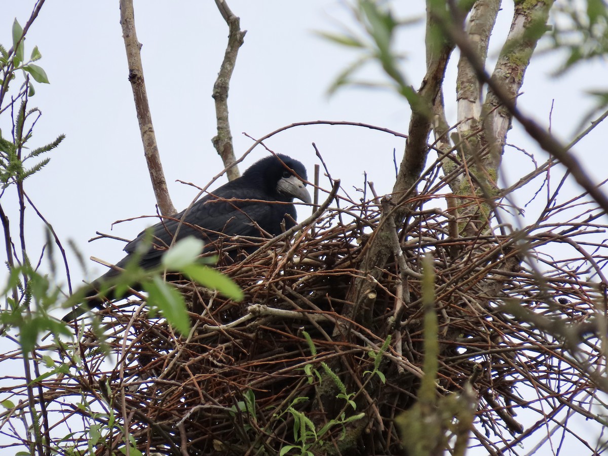 Rook - ML635114121