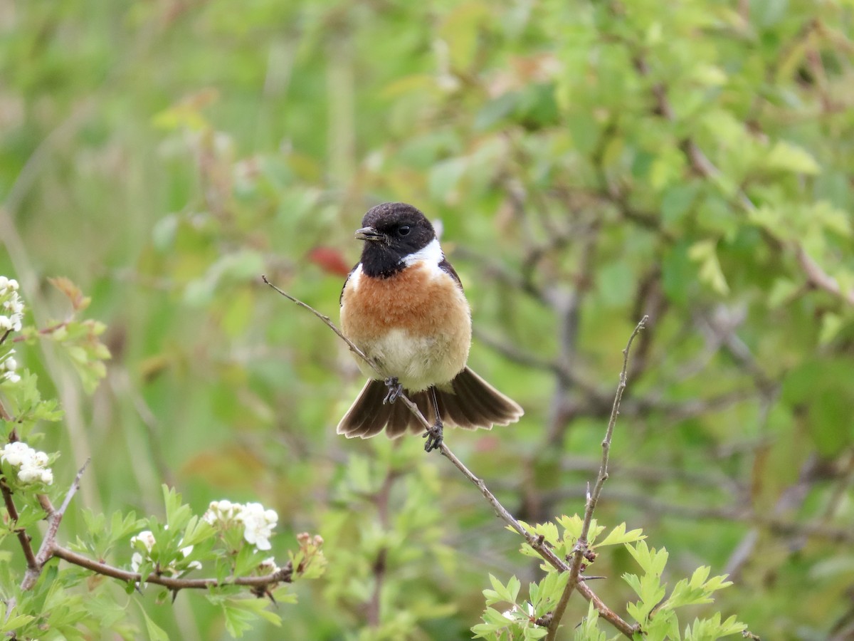 European Stonechat - ML635114156