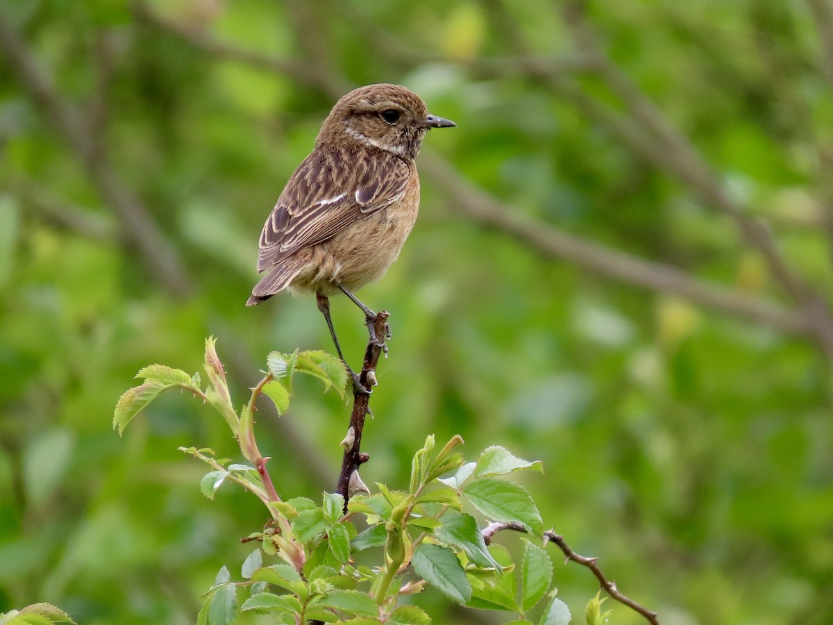 European Stonechat - ML635114193