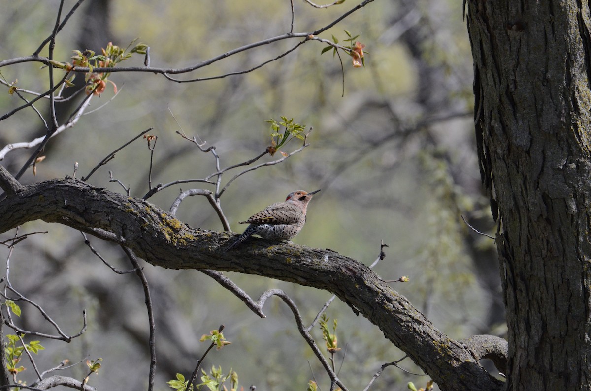 Northern Flicker - ML635114255