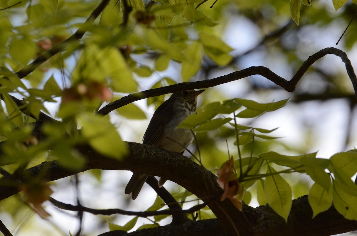 Swainson's Thrush - ML635114306