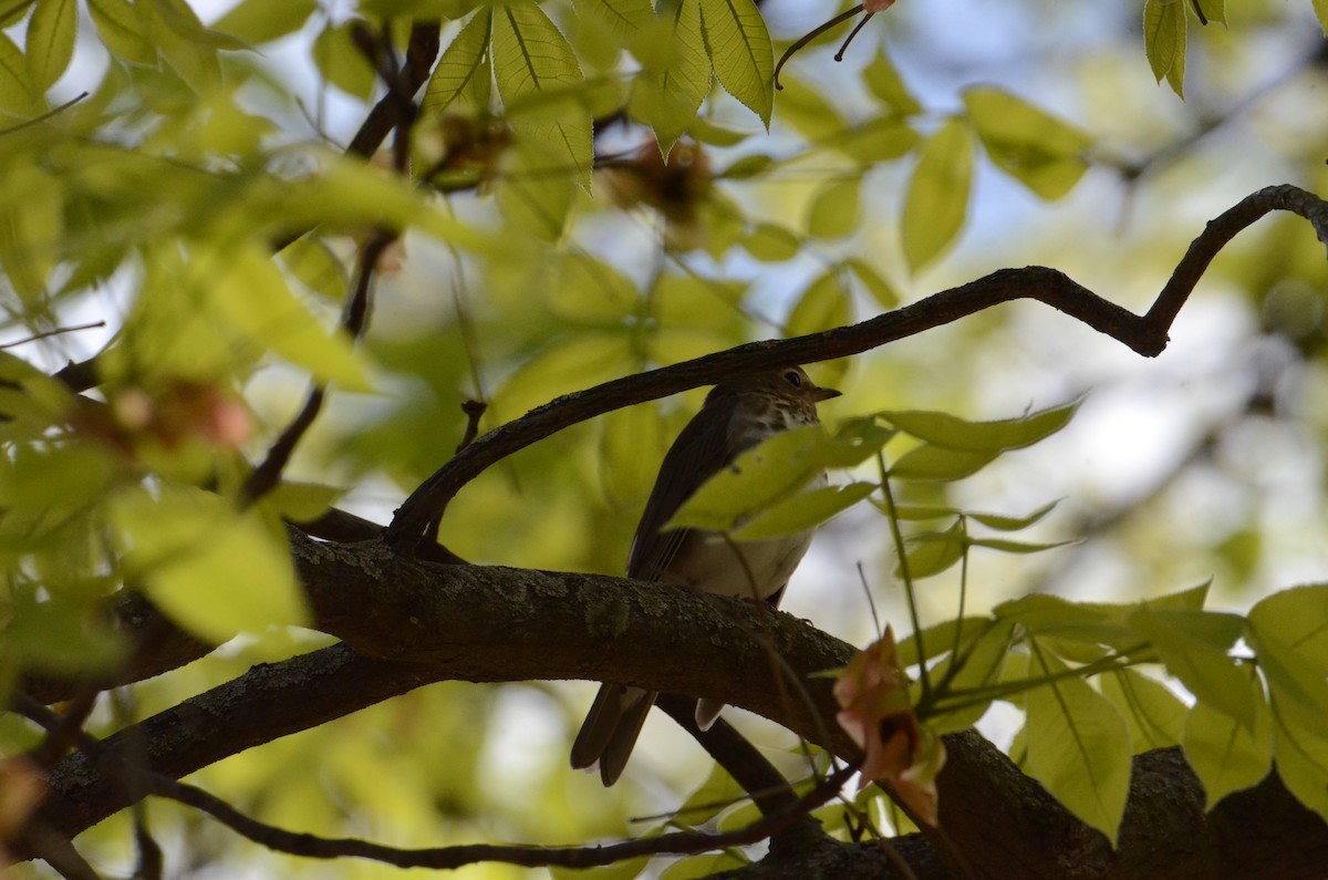Swainson's Thrush - ML635114307