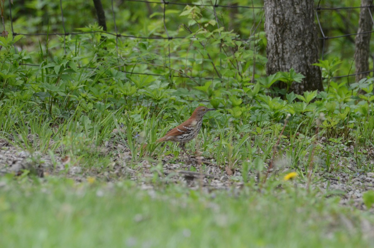 Brown Thrasher - ML635114355