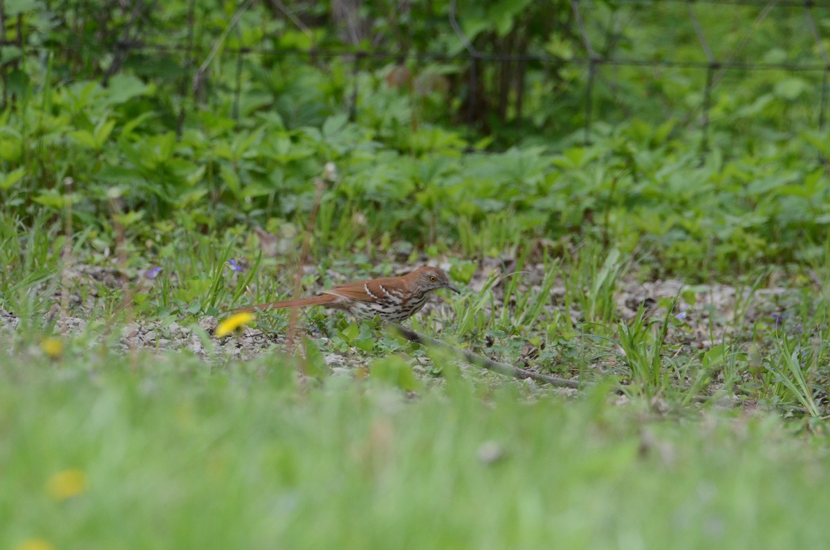 Brown Thrasher - ML635114356