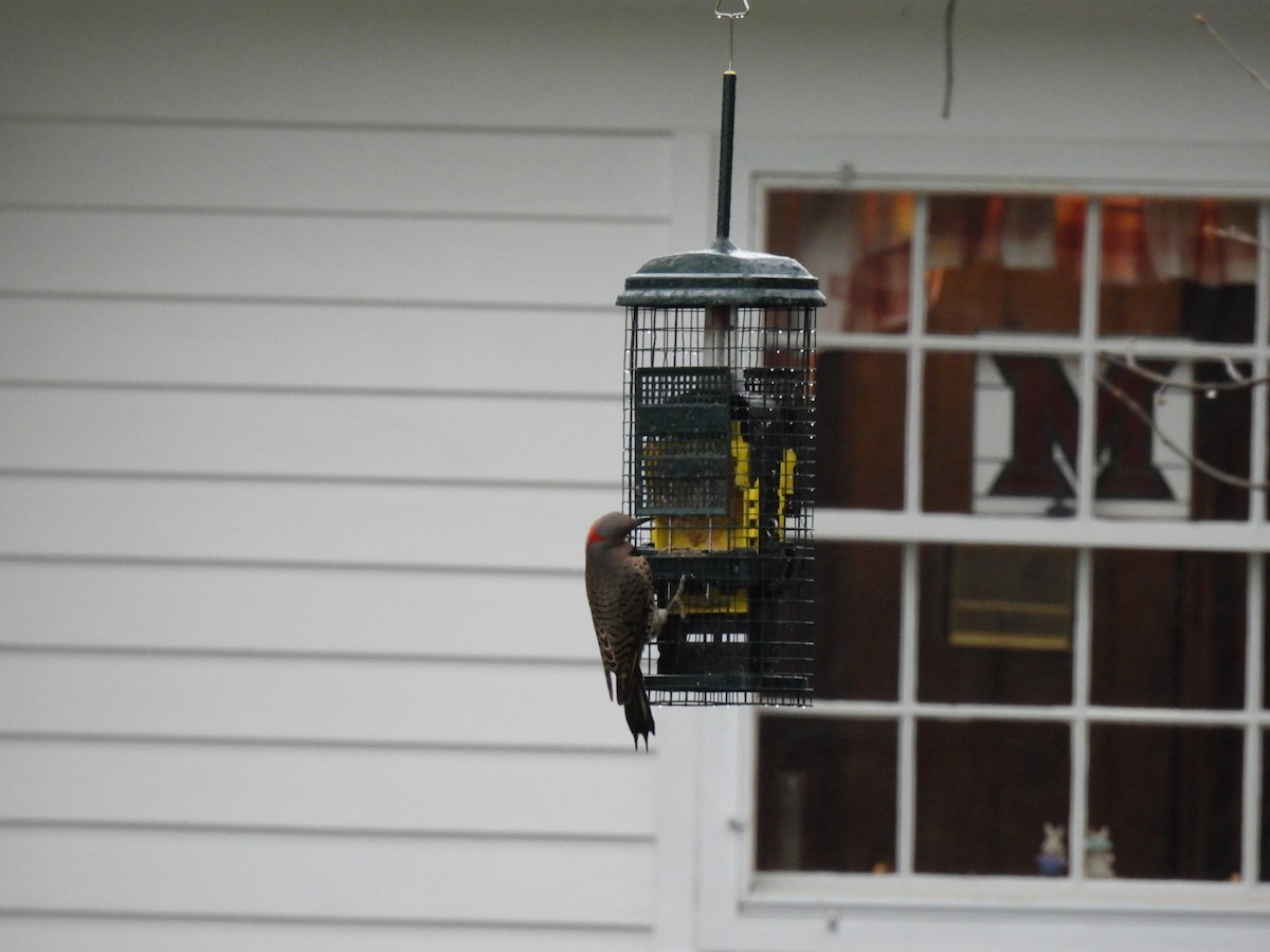 Northern Flicker - ML635114375