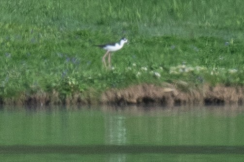 Black-necked Stilt - ML635114427