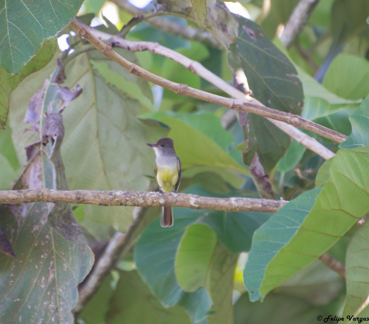 Dusky-capped Flycatcher - ML63511451