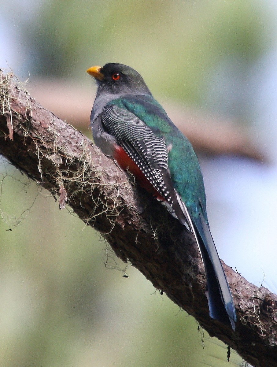Hispaniolan Trogon - ML635114684