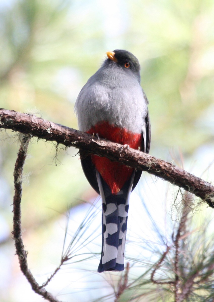 Hispaniolan Trogon - ML635114685