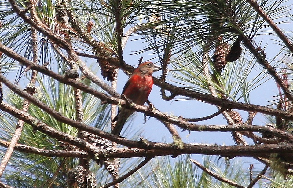 Hispaniolan Crossbill - ML635114706