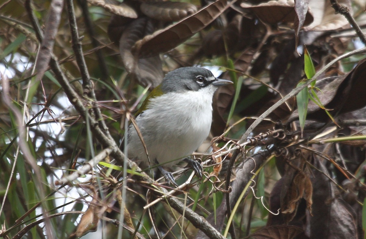 ハジロアメリカムシクイ - ML635114716