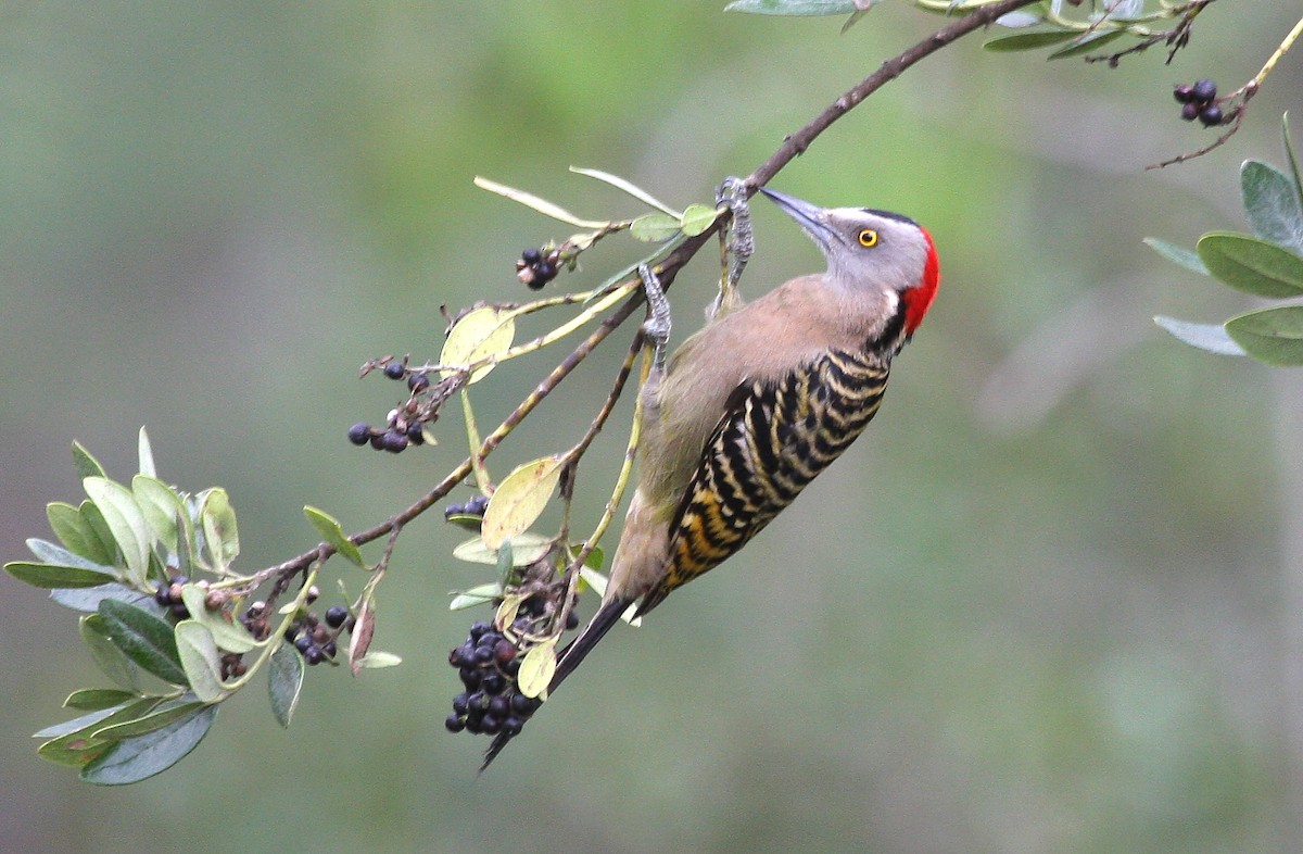 Hispaniolan Woodpecker - ML635114767