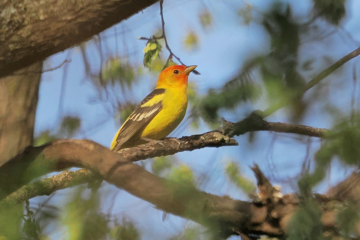 Western Tanager - ML635114854