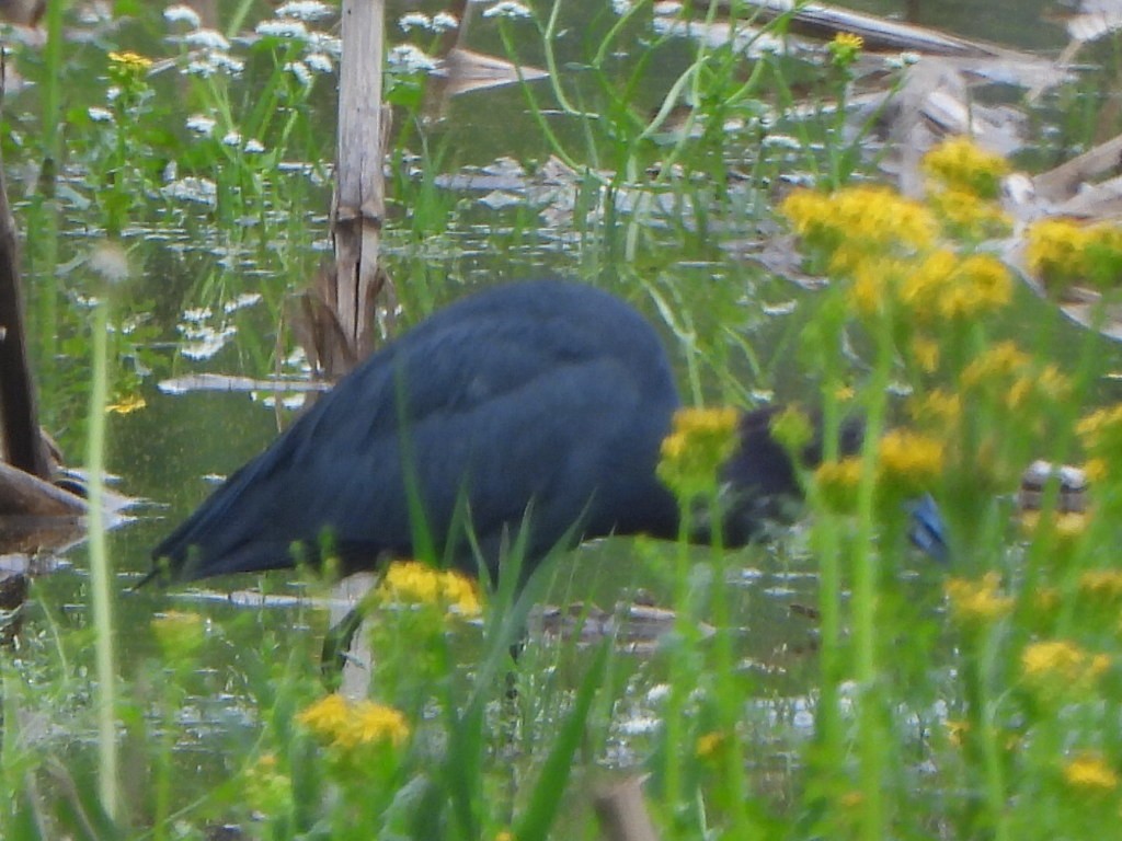 Little Blue Heron - ML635115065