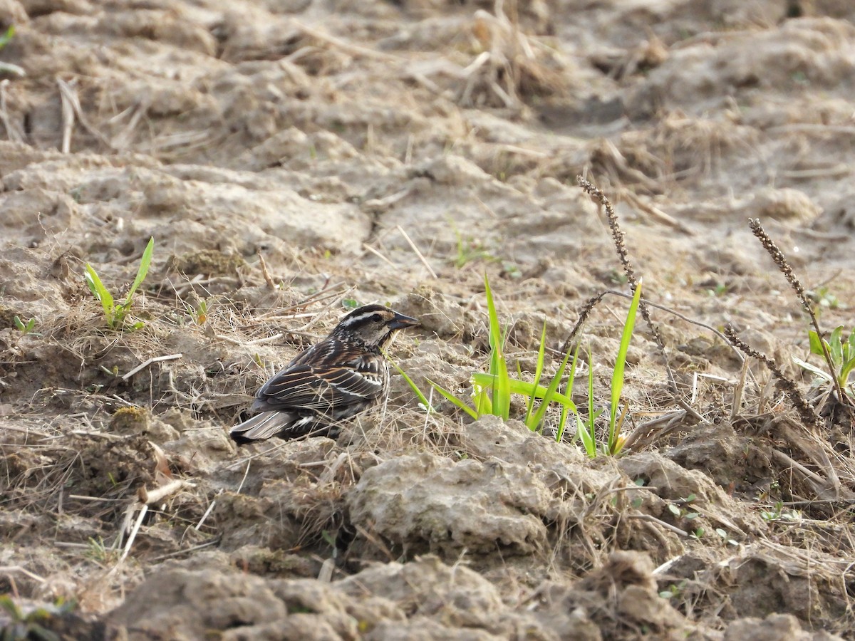Red-winged Blackbird - ML635115066