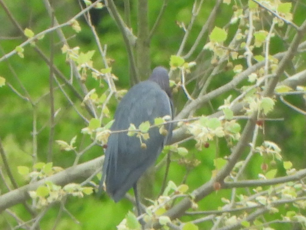 Little Blue Heron - ML635115074